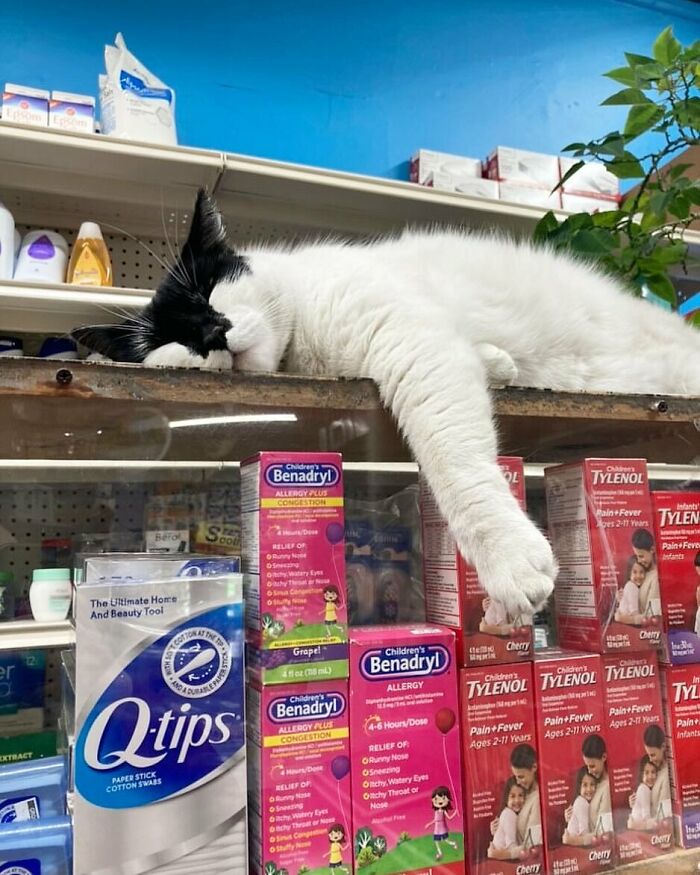 Black and white bodega cat lounging above medicine shelves, appearing like the master of the shop.