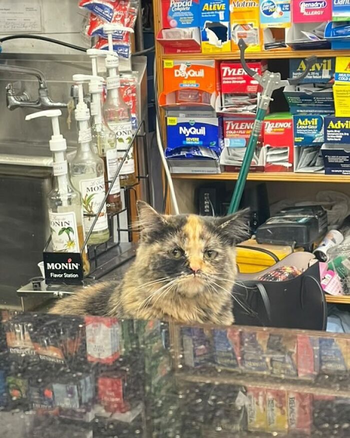 Tortoiseshell bodega cat sitting behind the counter surrounded by shop supplies and over-the-counter medicines.