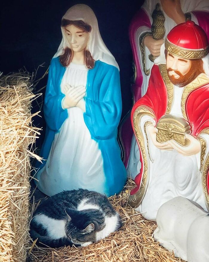 Tabby bodega cat curled up asleep among nativity figurines on straw, looking like a master of the shop scene.