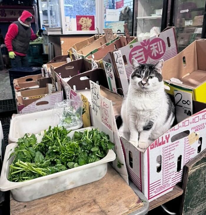 Bodega cat sitting inside a box among fresh greens and produce, looking like the master of the shop.