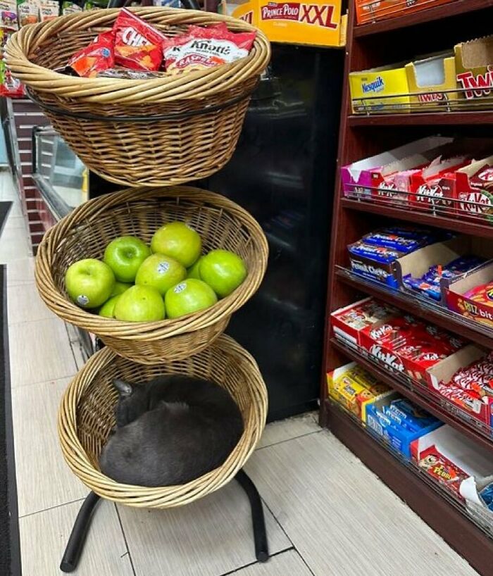 Bodega cat curled up in a basket below apples and snacks inside a small shop, showing the charm of bodega cats.