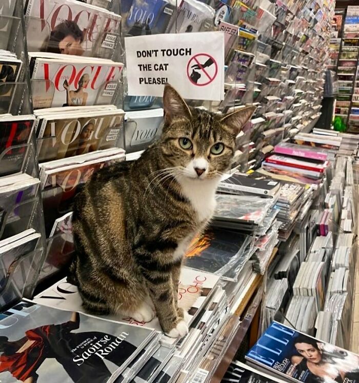 Tabby bodega cat sitting on magazines in a newsstand with a sign asking visitors not to touch the cat.