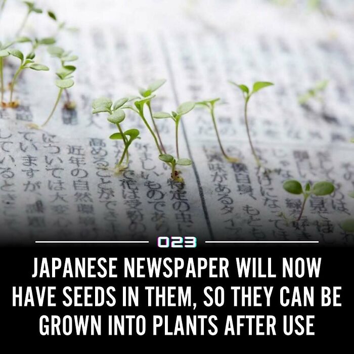 Small green seedlings sprouting from Japanese newspaper, illustrating positivity and growth with wholesome facts about nature.