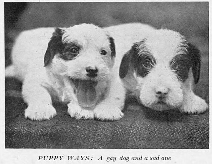 Vintage newspaper clipping showing two puppies, one playful and one sad, illustrating vintage humorous and relatable moments.