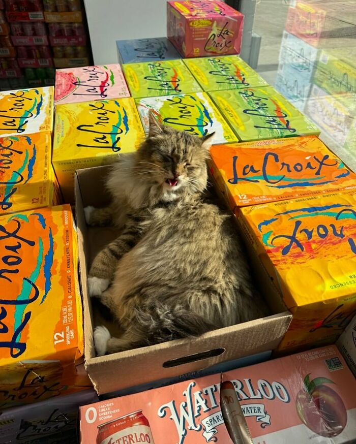 Fluffy bodega cat lounging in a box surrounded by colorful La Croix packs, looking like master of the shop.