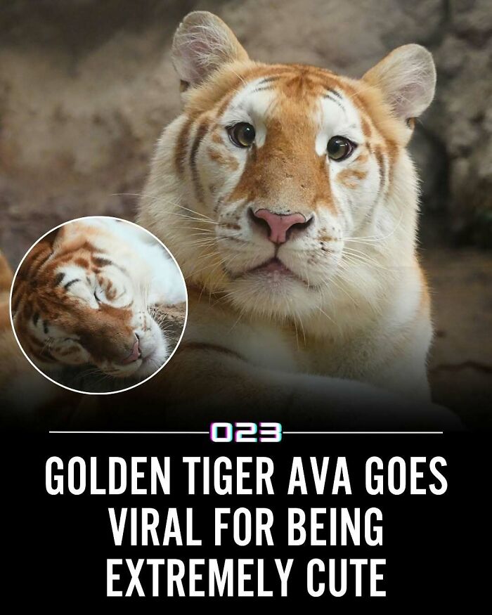 Close-up of a golden tiger named Ava resting, showcasing an extremely cute and wholesome animal moment for positivity.