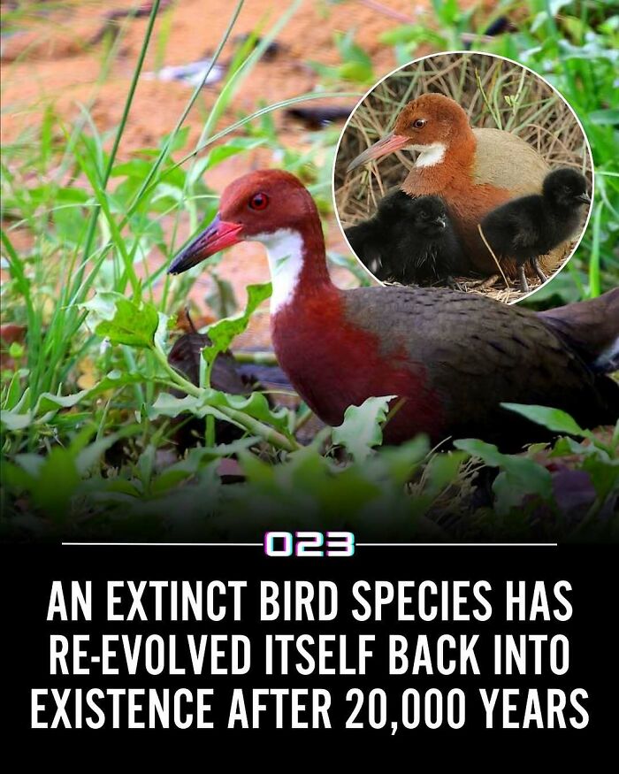 A bird species re-evolving after extinction over 20,000 years, highlighting positivity recommended wholesome facts.