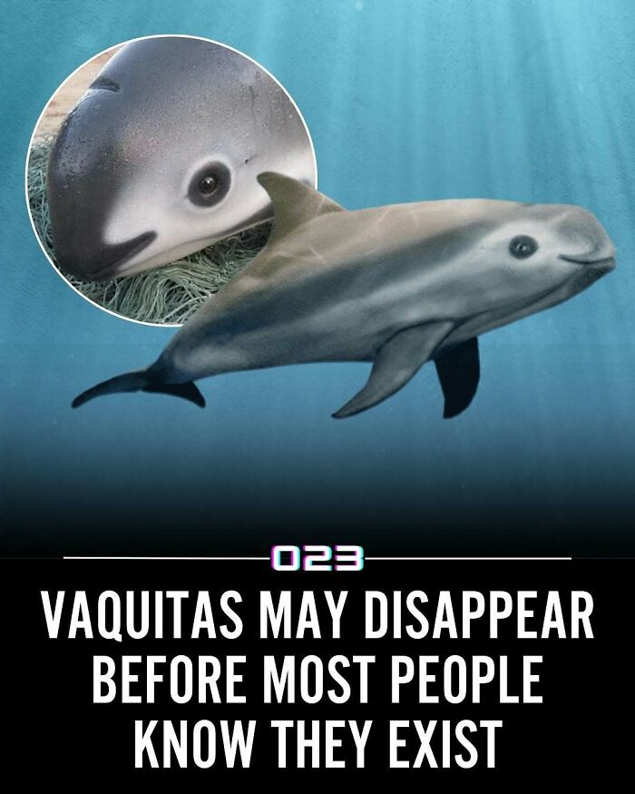 Vaquitas underwater swimming, highlighting a rare marine species in a positivity recommended wholesome facts collection.