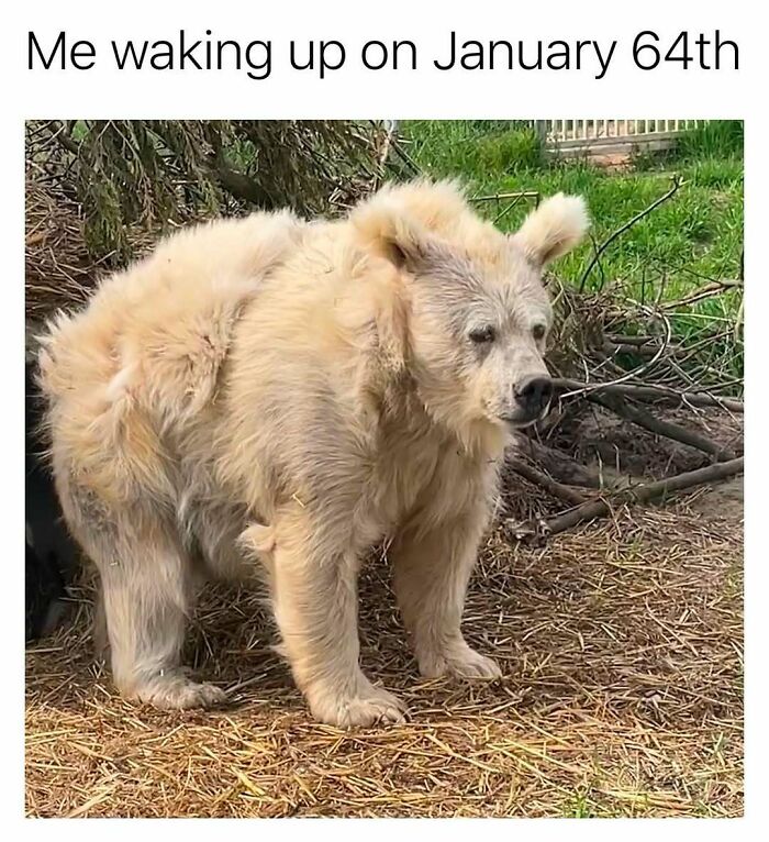 Funny random meme of a fluffy bear looking tired, perfect to scroll when you’re in a slump and need a laugh.