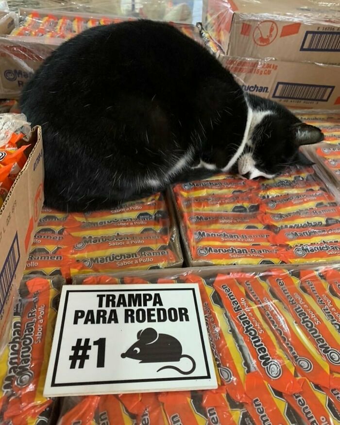 Black and white bodega cat sleeping on stacked ramen packs next to a rodent trap sign inside a shop.