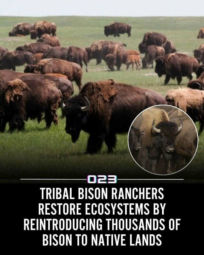 Herd of bison grazing on native lands, highlighting positivity recommended through ecosystem restoration by tribal ranchers.