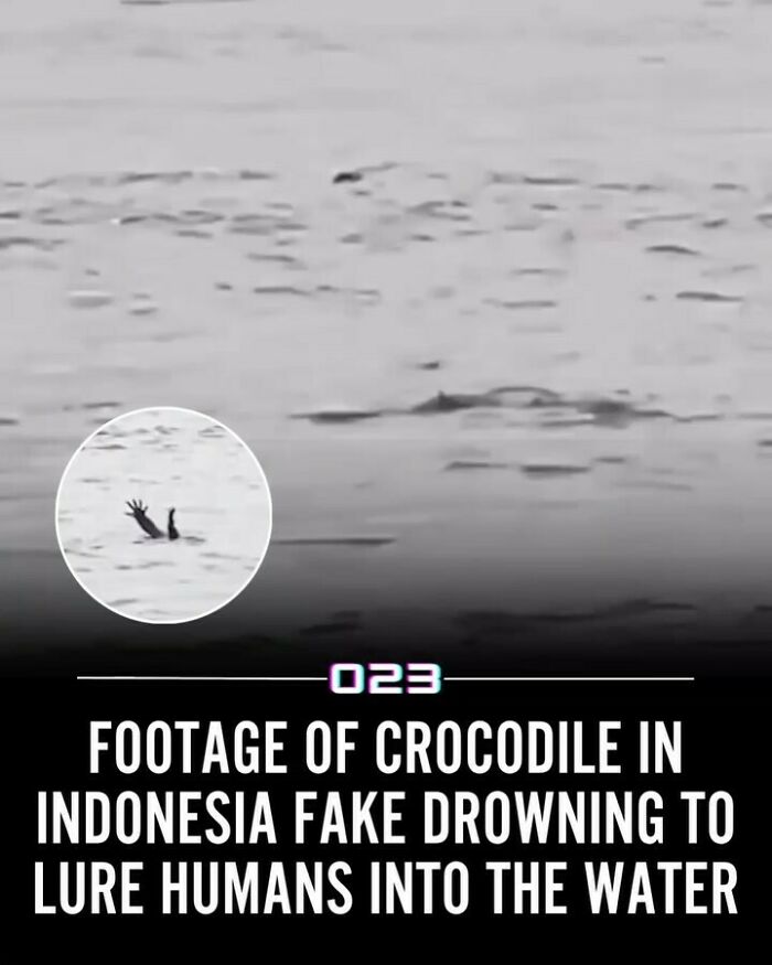 Crocodile in Indonesia fakes drowning to lure humans into the water in surprising wildlife behavior positivity recommended.