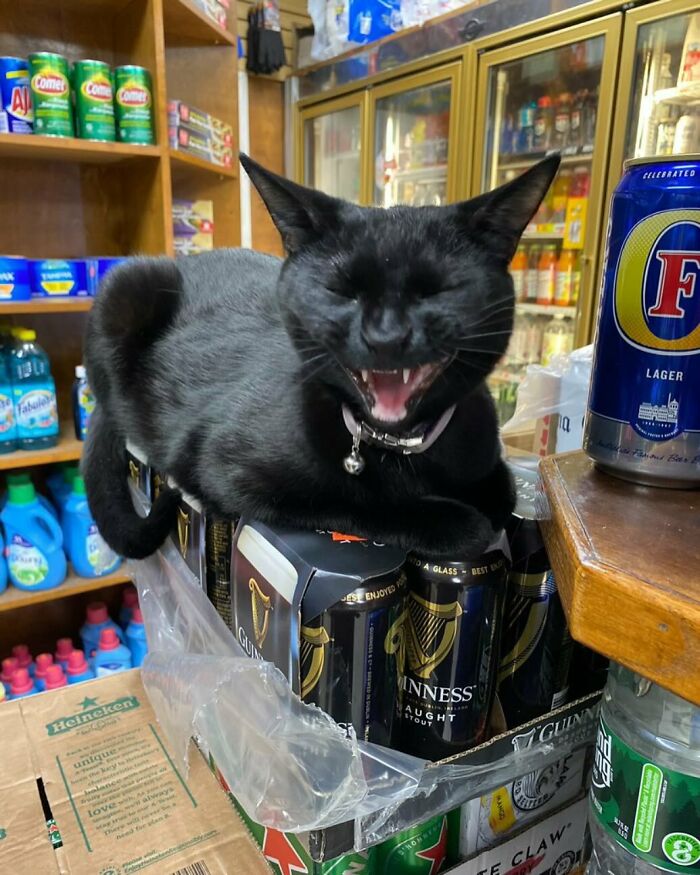 Black bodega cat resting on beer cans inside a shop, looking like the master of the store shelves.