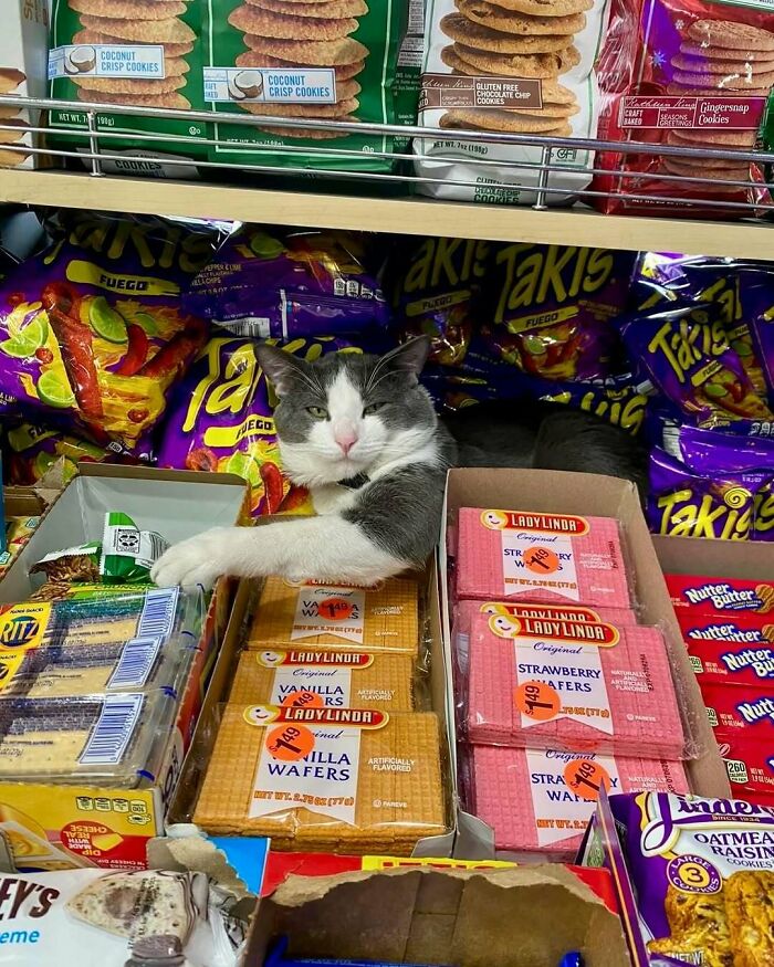Gray and white bodega cat lounging among snacks and chips, looking relaxed and confident in the shop.