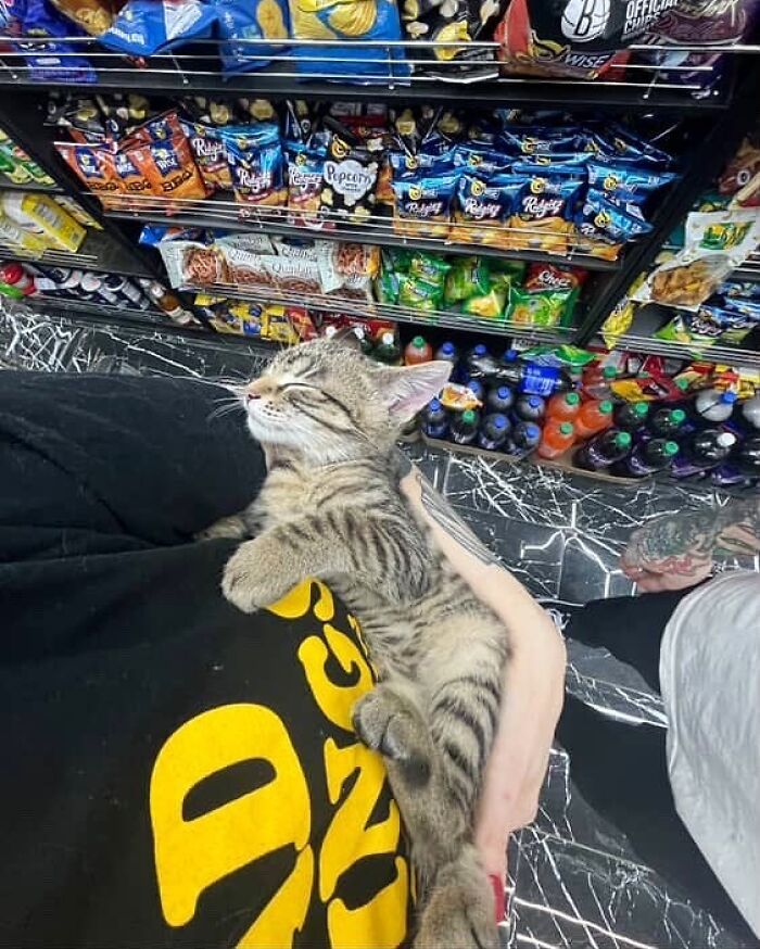 Tabby bodega cat sleeping peacefully in an arm, surrounded by colorful snack and drink shelves in a shop.