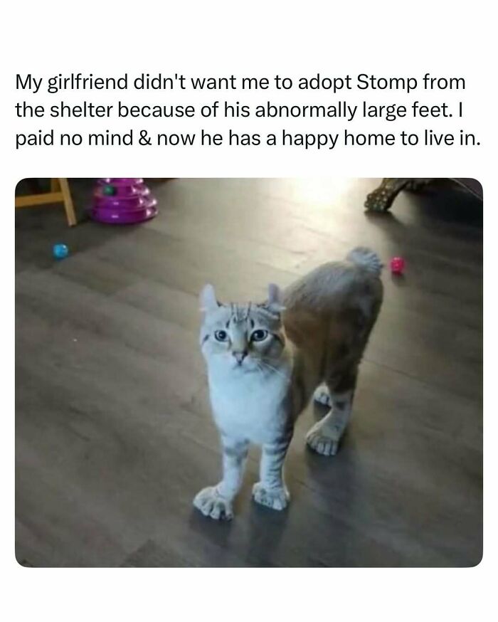 Cat with abnormally large feet standing on a wooden floor, one of the funny and wholesome animal posts to cleanse your feed.