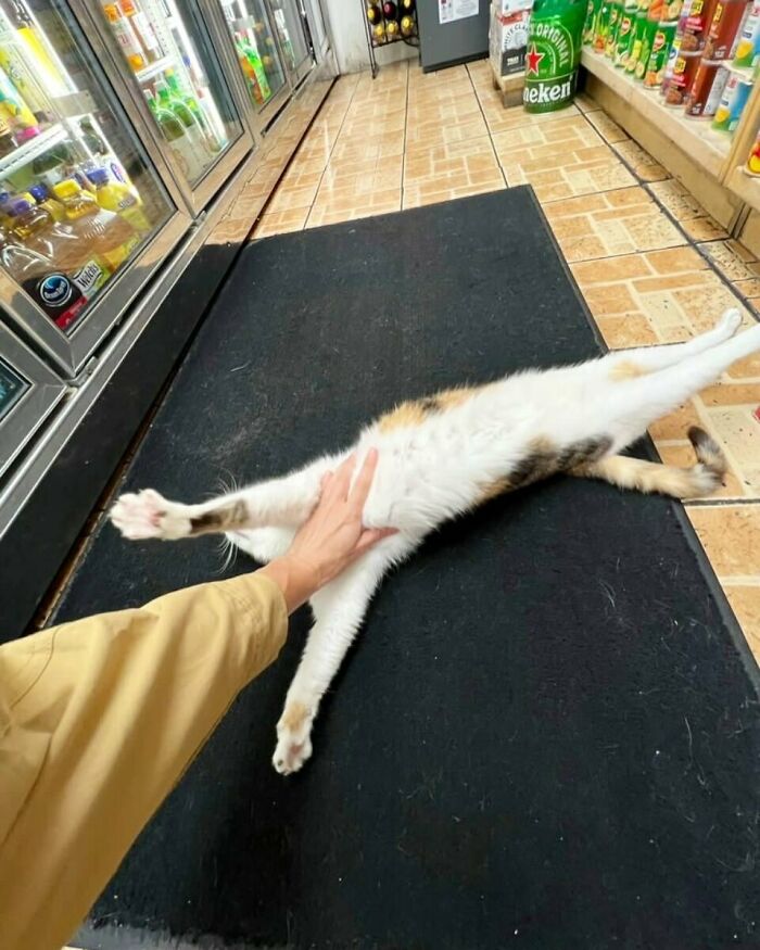 Calico bodega cat stretching and being petted on a black mat inside a shop with drinks on shelves nearby.