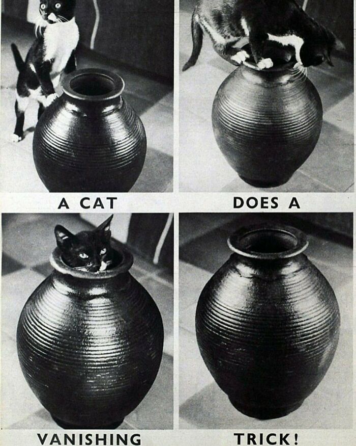 Vintage newspaper clippings showing a cat performing a disappearing trick with a large pottery vase.