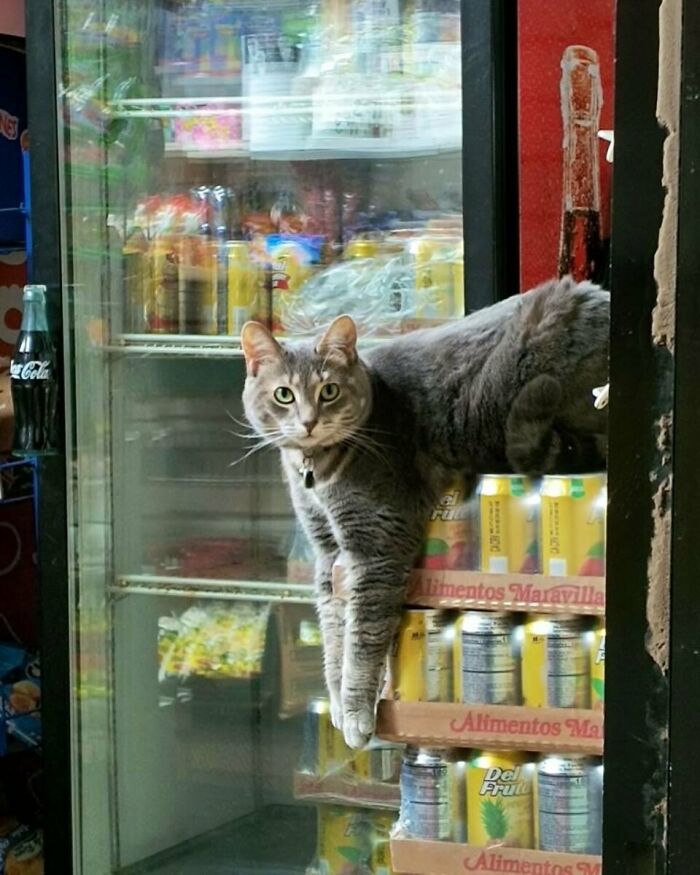 Gray bodega cat lounging on soda cans inside a small shop, looking curiously at the camera like a shop master.