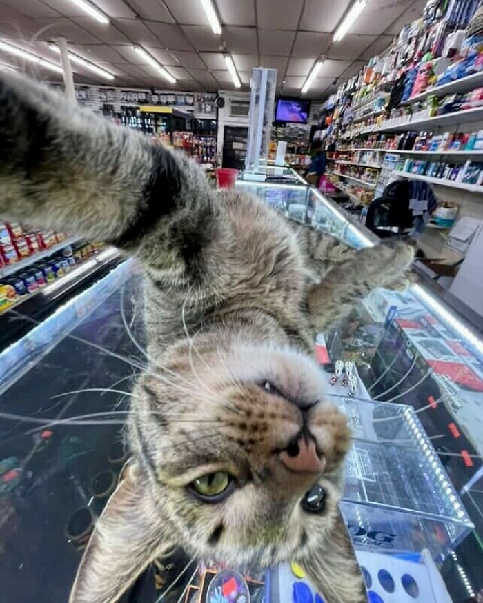 Playful bodega cat taking a selfie on the glass counter, looking like a master of the shop inside a busy store.