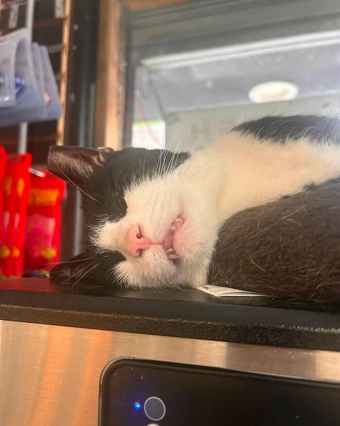 Black and white bodega cat sleeping peacefully on a counter, embodying the charm of shop masters in a cozy setting.