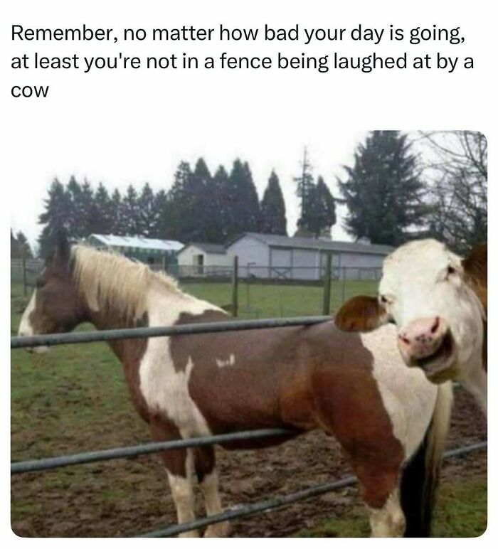 A cow laughing at a horse stuck in a fence, a funny and wholesome animal moment to cleanse your feed.