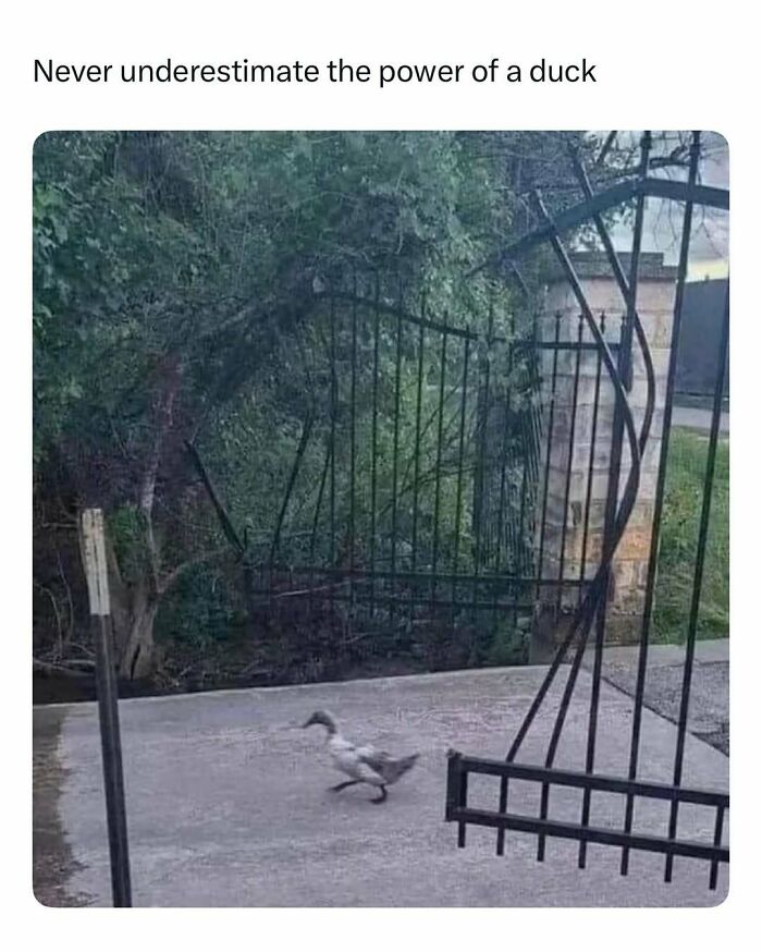 Duck walking confidently through a bent metal gate, illustrating funny and wholesome animal posts to cleanse your feed.