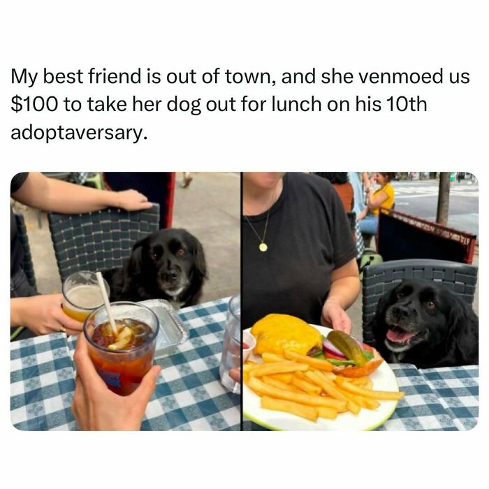 Dog enjoying a wholesome lunch outing on his 10th adoptaversary, featured in funny and wholesome animal posts.