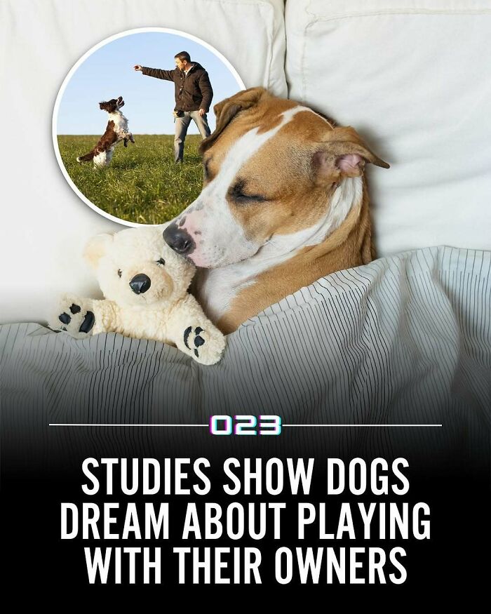 Dog sleeping with a stuffed toy and dreaming of playing outside with owner showing wholesome positivity facts.