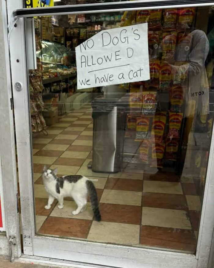 Bodega cat inside shop near sign saying no dogs allowed, showcasing the charm of bodega cats as shop masters.