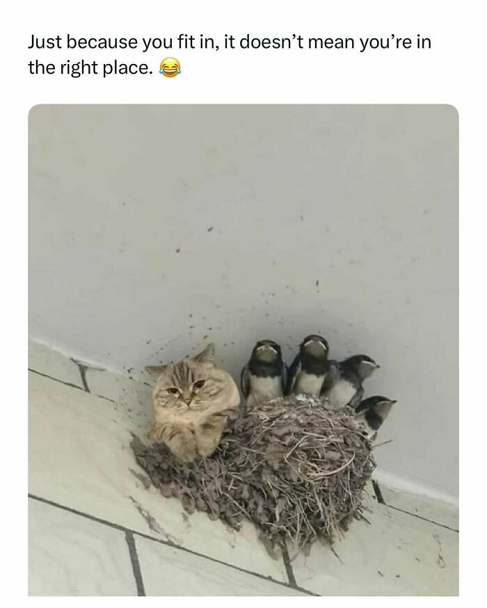 Cat sitting in a birds' nest with baby birds, funny and wholesome animals to cleanse your feed.
