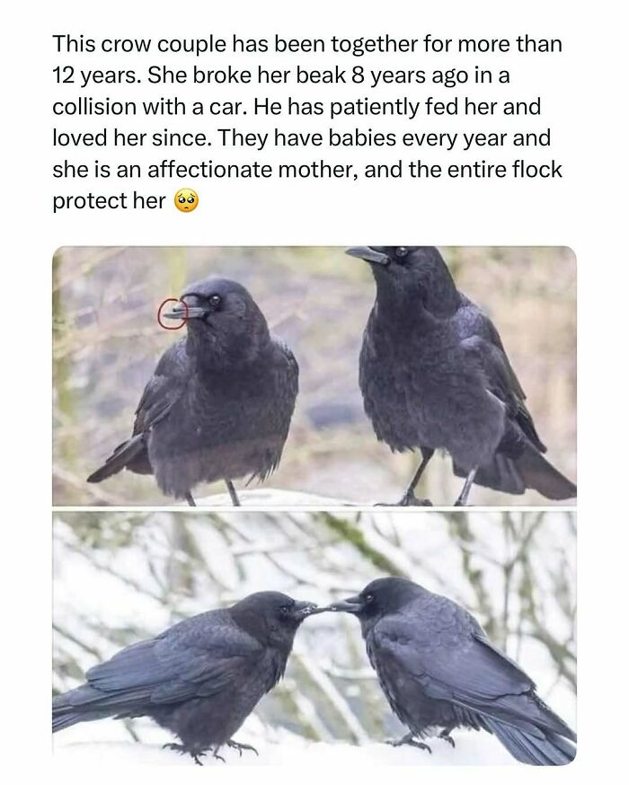 Two crows showing affection and care, illustrating a funny and wholesome animal story to cleanse your feed.