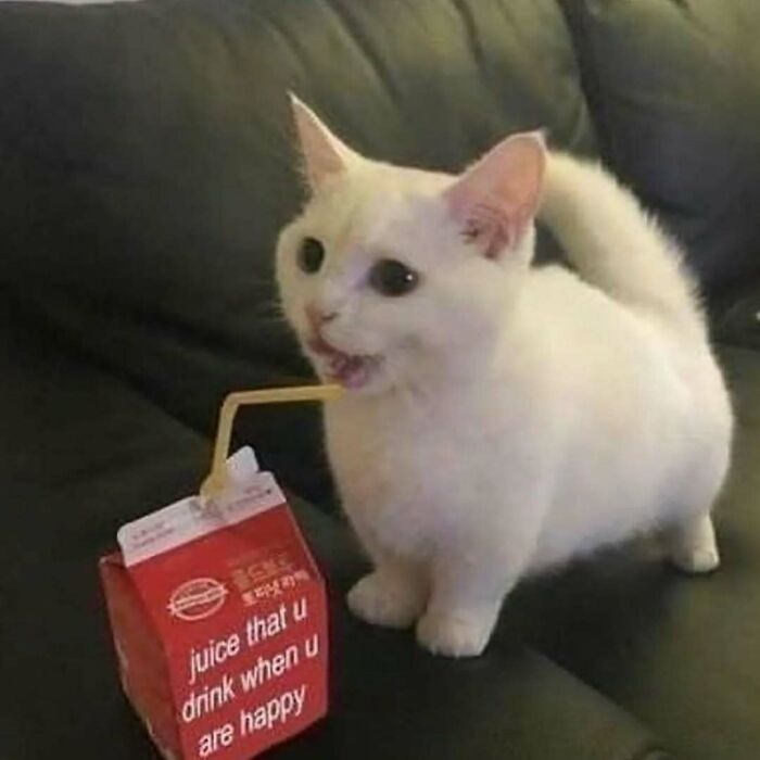 White cat drinking from a juice box, showcasing one of the funniest and most adorable cats that deserve the best snacks.