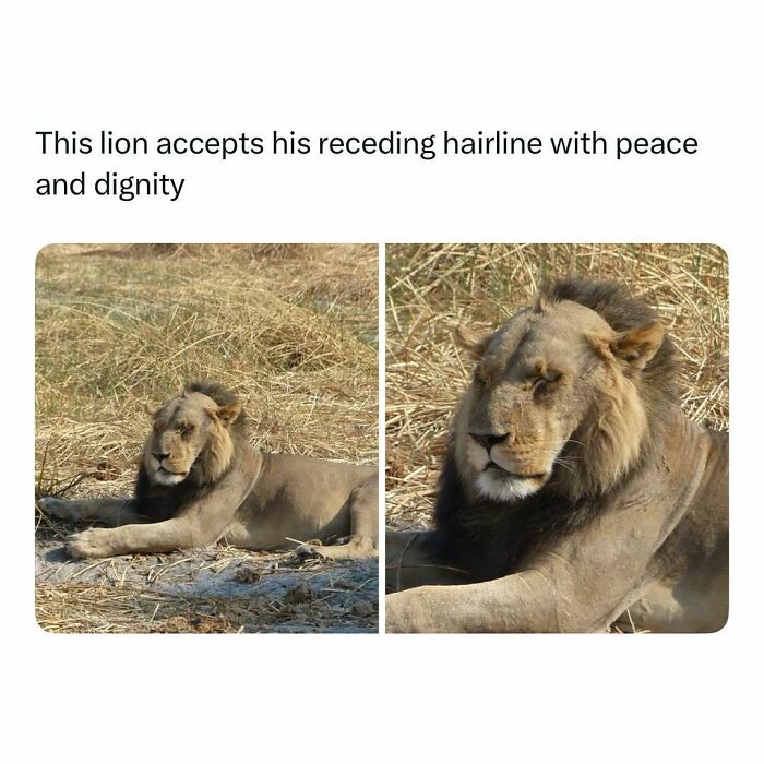 Lion relaxing peacefully in dry grass, showing a receding hairline in a funny and wholesome animal moment.