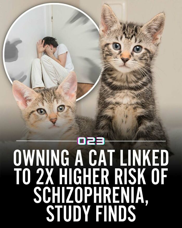 Two kittens with a highlighted circle showing a person in distress, related to positivity and wholesome facts.