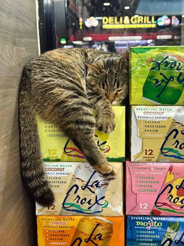 Tabby bodega cat sleeping peacefully on stacked La Croix sparkling water boxes in a cozy shop setting.