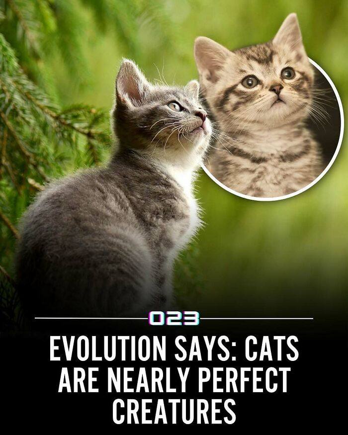 Two curious kittens in nature illustrating positivity recommended with wholesome facts about cats as perfect creatures.