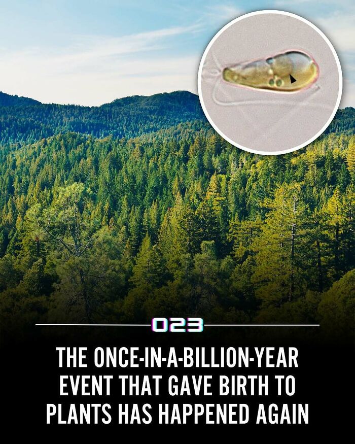 Lush green forest under blue sky with a microscopic view of a single-celled organism related to positivity recommended facts.