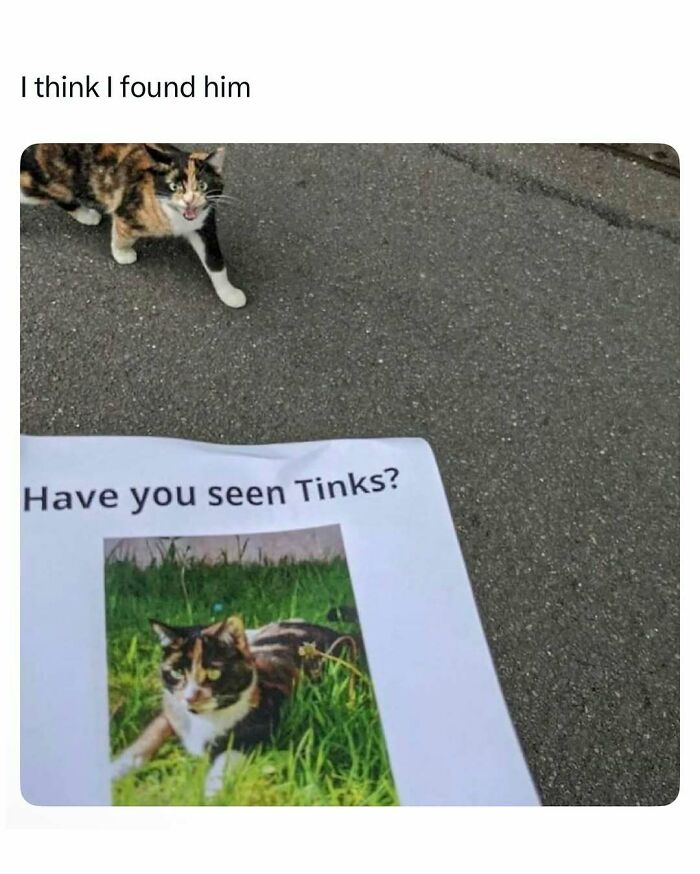 Calico cat next to a missing pet poster of itself, funny and wholesome animal post to cleanse your feed.
