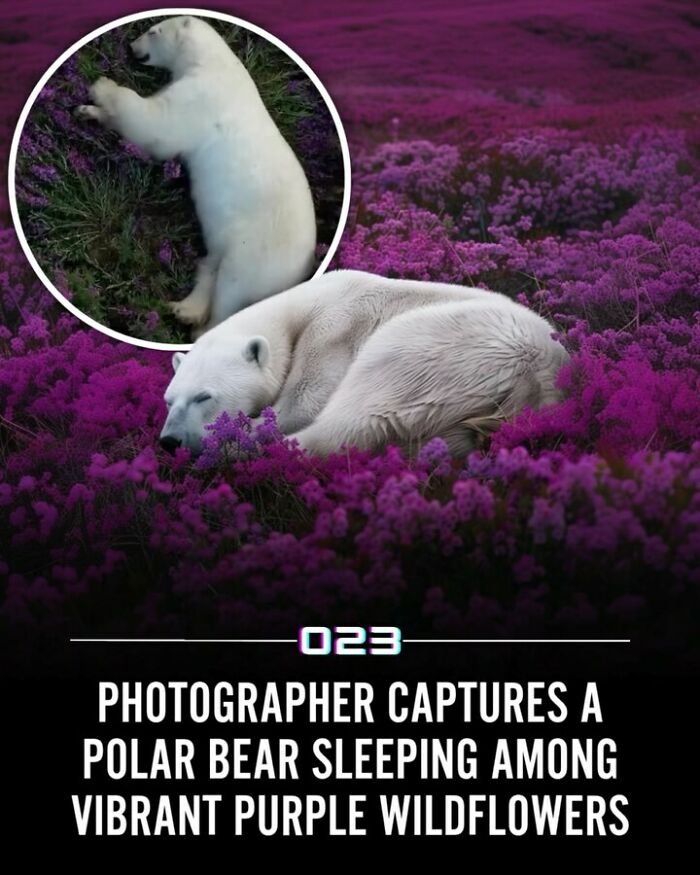 Polar bear sleeping peacefully among vibrant purple wildflowers in a bright, wholesome nature scene.