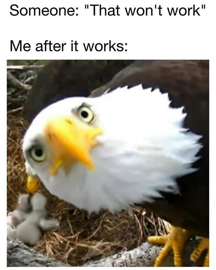 Eagle looking surprised and proud, representing memes to help handle reality with humor in a funny way.