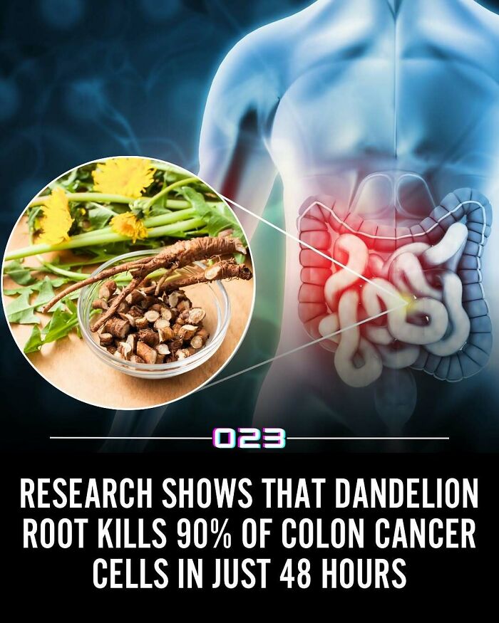 Dandelion root shown to k**l 90% of colon cancer cells in 48 hours with digestive system highlighted in medical illustration.