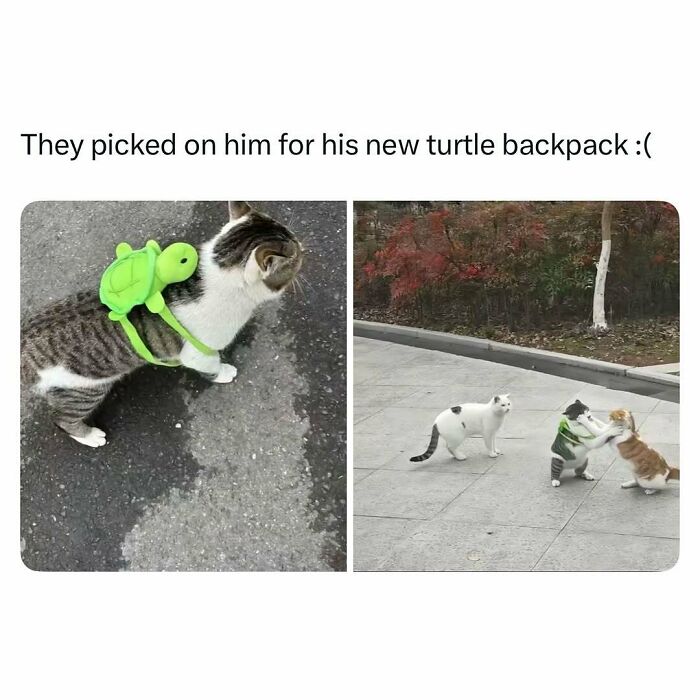 Cat wearing a funny green turtle backpack being picked on by other cats in a funny and wholesome animal post.