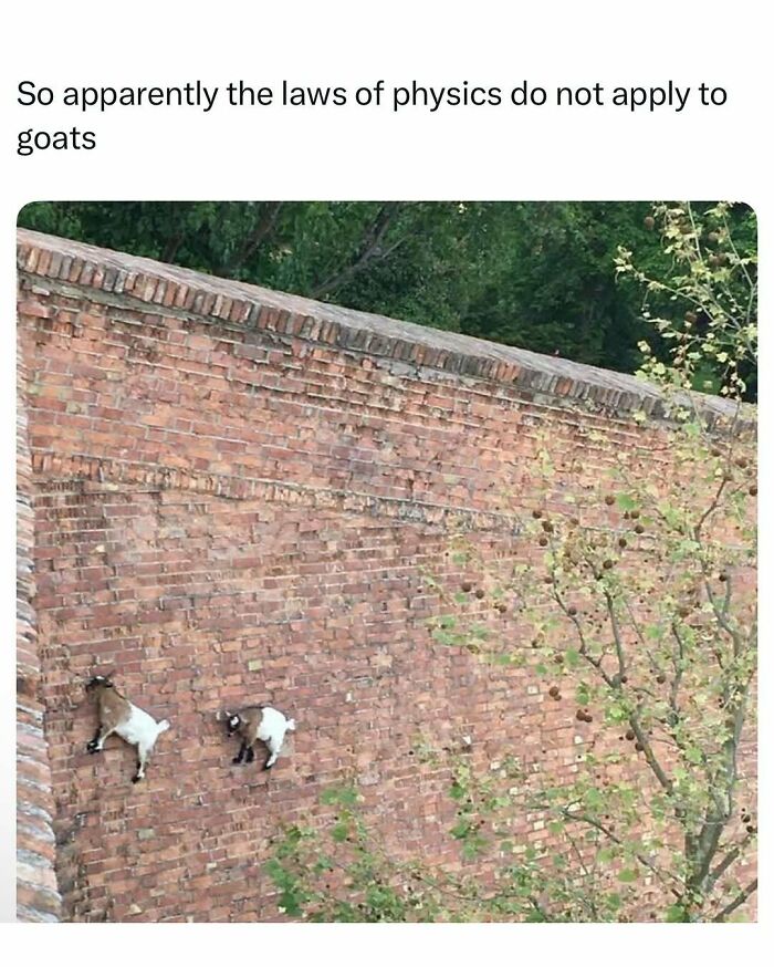 Two goats climbing a steep brick wall, showcasing funny and wholesome animal behavior to cleanse your feed.