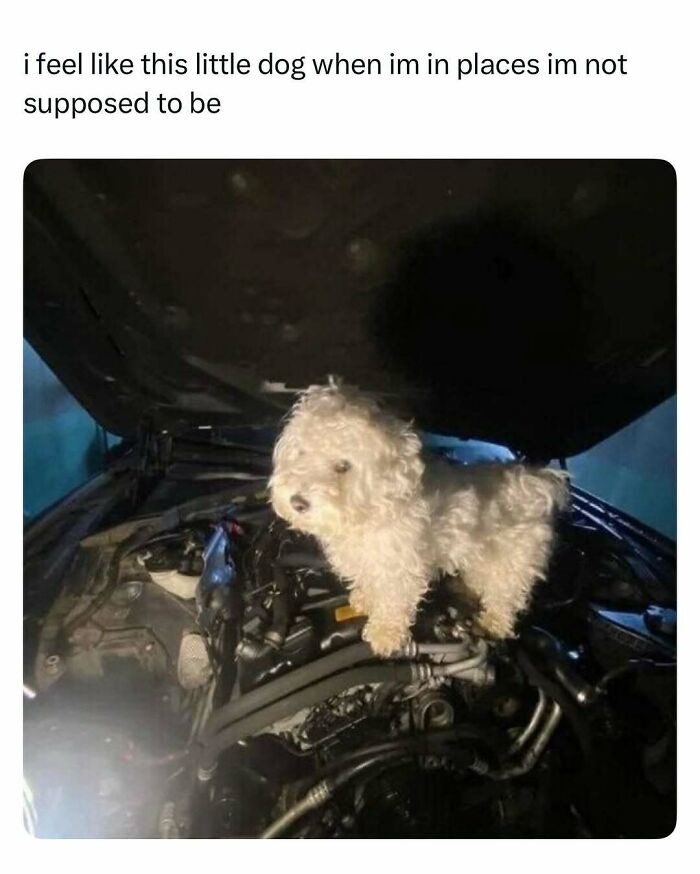 Small white dog standing inside a car engine bay, capturing a funny and wholesome animal moment to cleanse your feed.