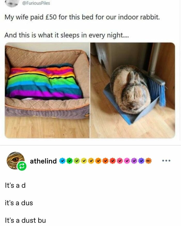 Indoor rabbit ignores expensive bed and sleeps in dustpan with broom showing funny animal antics meme.