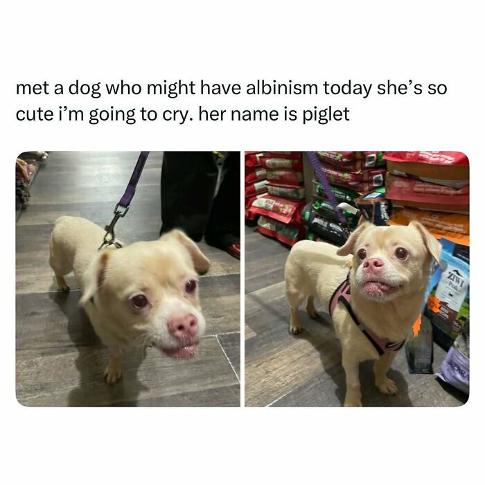 Small albino dog named Piglet on a leash inside a pet store, featured in funny and wholesome animal posts.