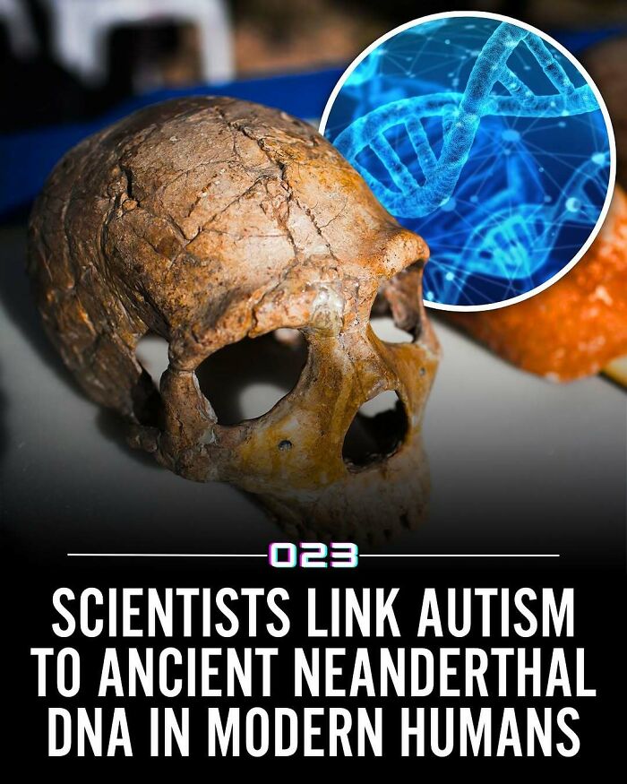 Ancient Neanderthal skull and DNA strand illustrating scientific link to autism in modern humans positivity recommended facts.