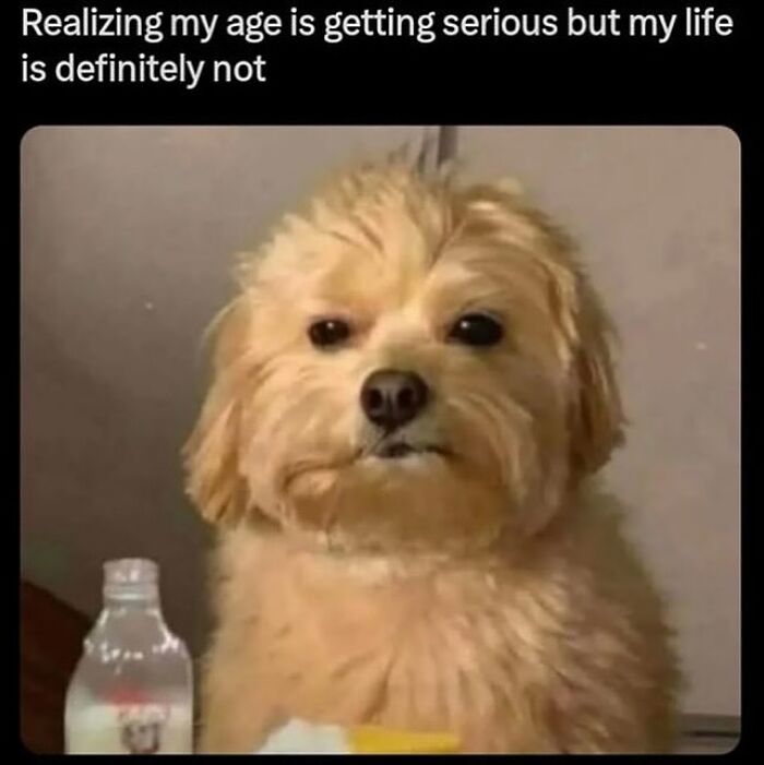 A fluffy dog with a serious expression, humorously reflecting on life in popular memes to handle reality.