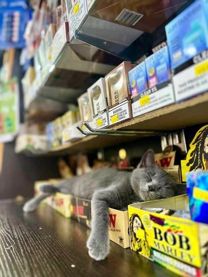 Gray bodega cat lounging among store products, embodying the relaxed charm of bodega cats in local shops.